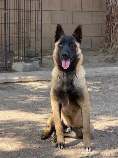 Pedro In Ca thumbnail 5