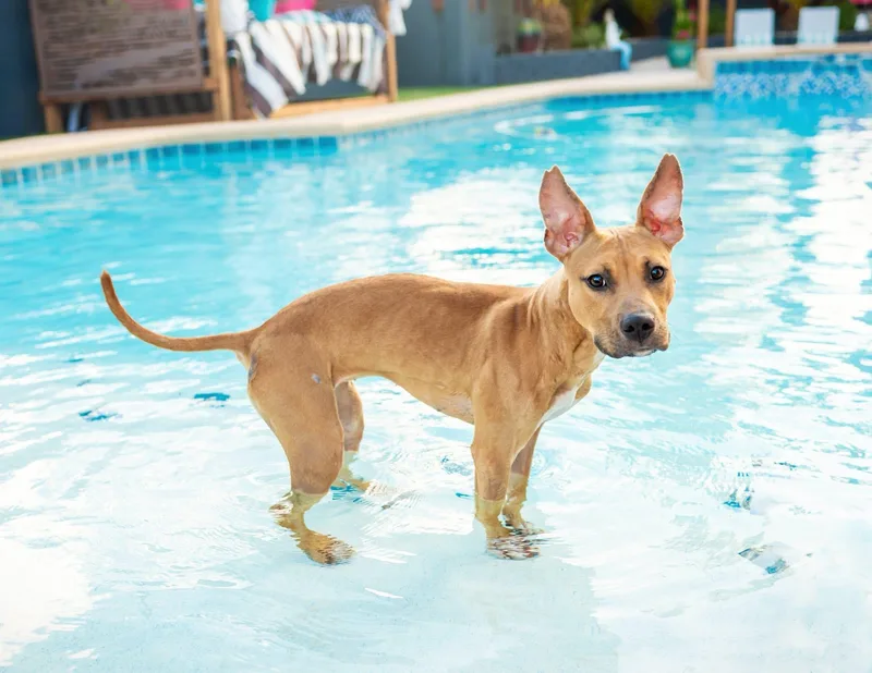 Tallulah thumbnail 2