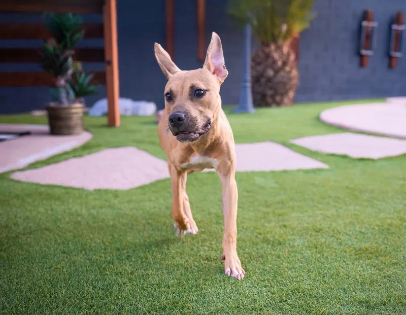 Tallulah thumbnail 3