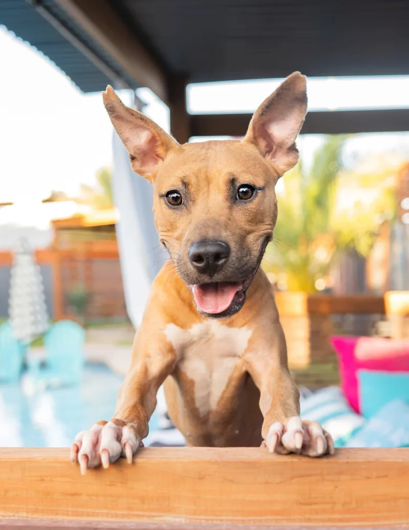 Tallulah thumbnail 4