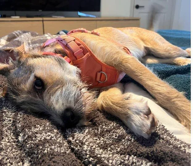 Lola Wannaplay? thumbnail 3