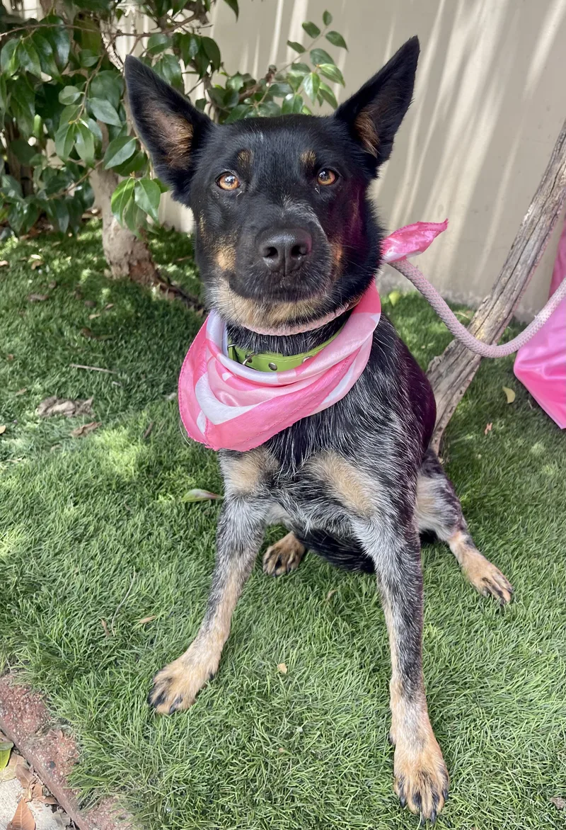 A young medium-sized female Cattle Dog dog named Trixie for adoption in Rowland Heights, CA