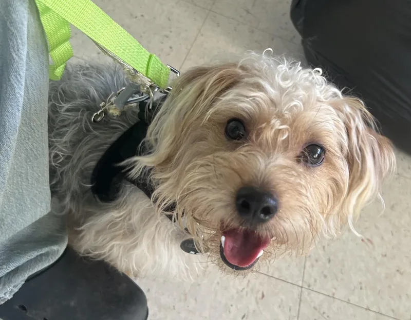 A baby small-sized male Gray / Blue / Silver Yorkshire Terrier dog named Fabio for adoption in Oak Ridge, NJ