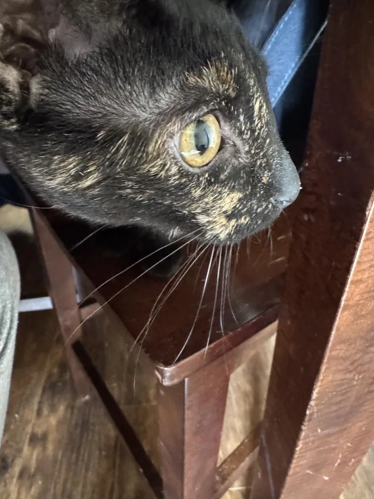 Croissant thumbnail 2