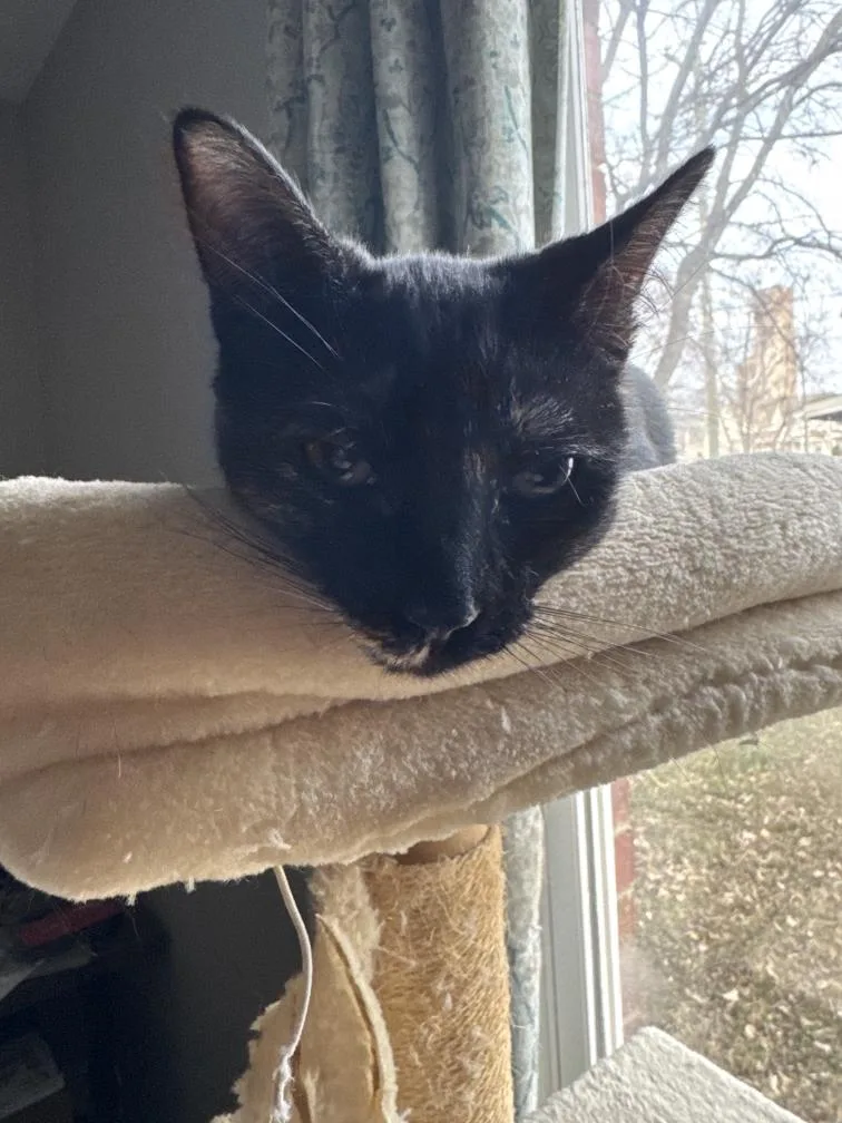 Croissant thumbnail 3