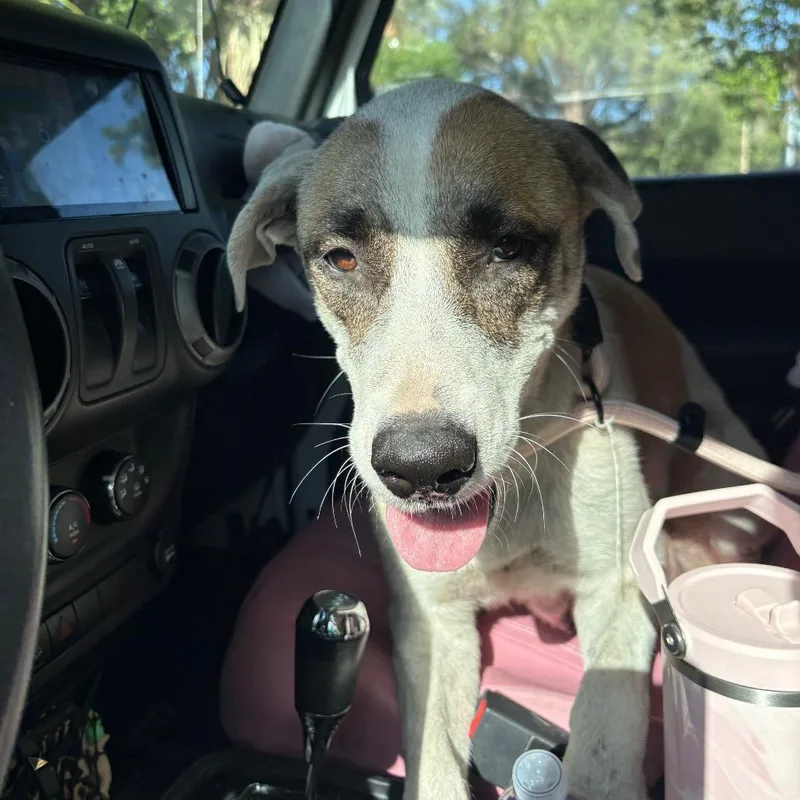 An adult large-sized female White / Cream Anatolian Shepherd dog named Pam for adoption in Tampa, FL