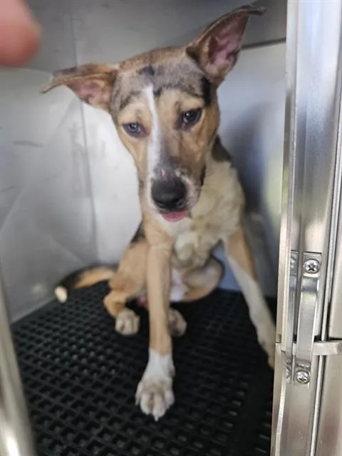 A young medium-sized male Mixed Breed dog named Milo for adoption in Dallas, TX