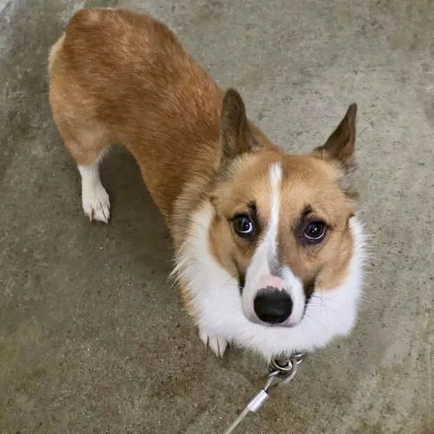 An adult small-sized male Apricot / Beige Corgi dog named Cash for adoption in Wilmington, OH