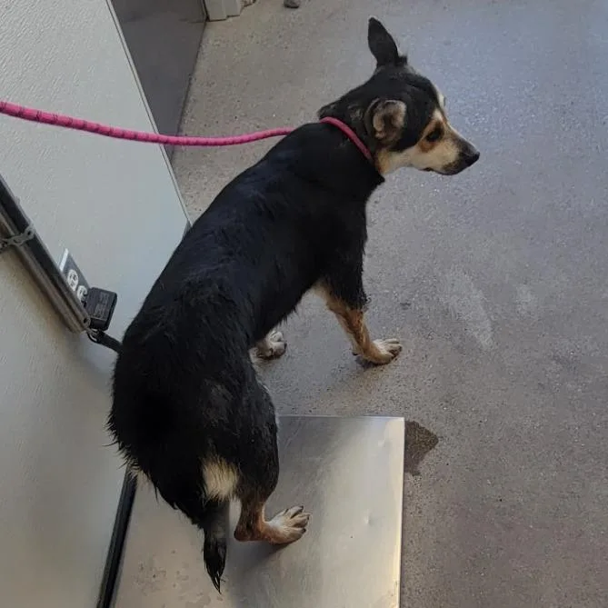 An adult medium-sized female Brown / Chocolate Mixed Breed dog named Sloth for adoption in Las Cruces, NM
