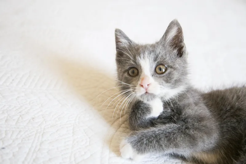 A baby medium-sized male Gray & White Domestic Short Hair cat named Plato for adoption in Fort Worth, TX