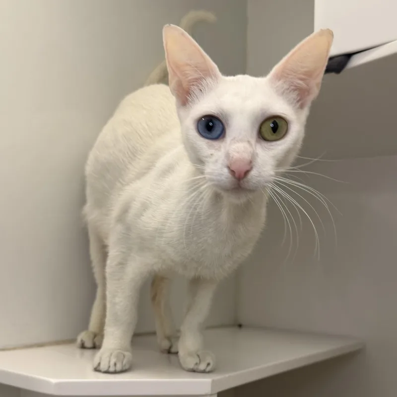 An adult medium-sized female Domestic Short Hair cat named Barcola for adoption in Los Angeles, CA