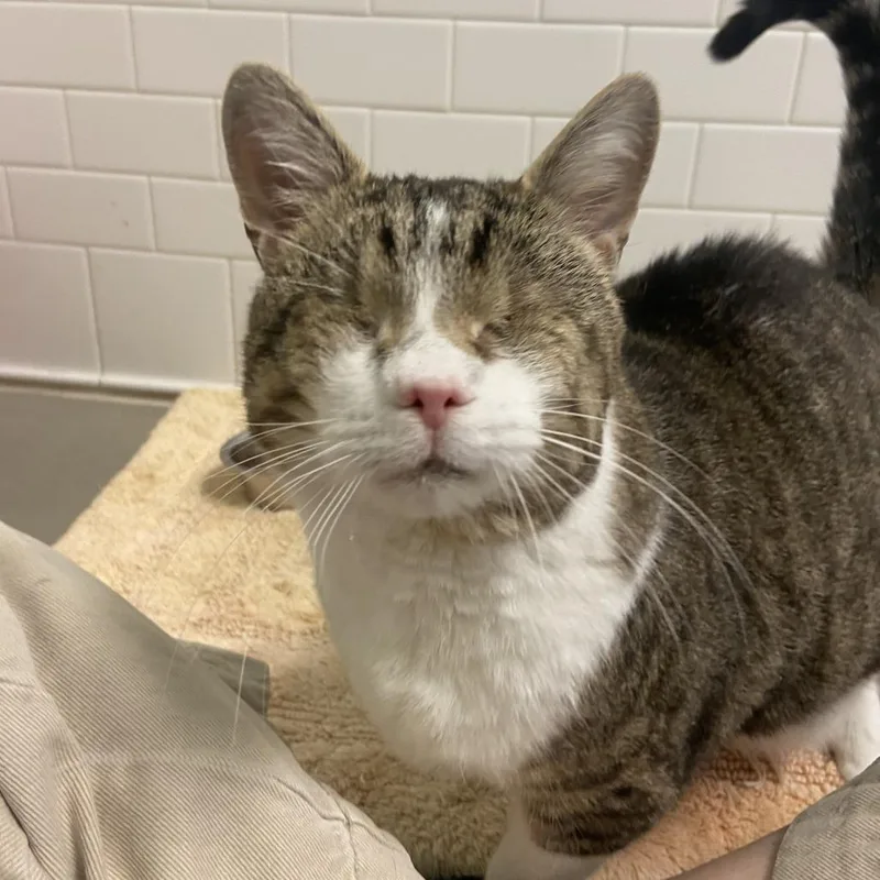 An adult large-sized male Brown / Chocolate Domestic Short Hair cat named Lucky for adoption in Pittsburgh, PA
