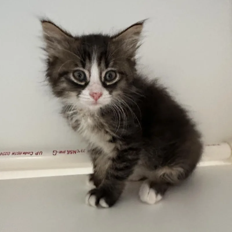 A baby small-sized male Brown / Chocolate Domestic Short Hair cat named Bell for adoption in Greensboro, NC