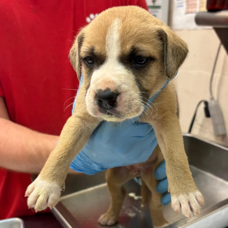 A baby small-sized male Yellow / Tan / Blond / Fawn Terrier dog named Troy for adoption in Birmingham, AL