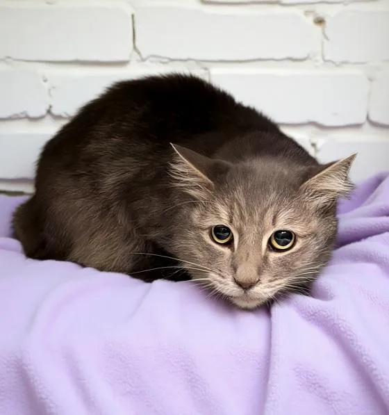 A senior small-sized male Domestic Short Hair cat named Phoenix for adoption in Pasadena, CA