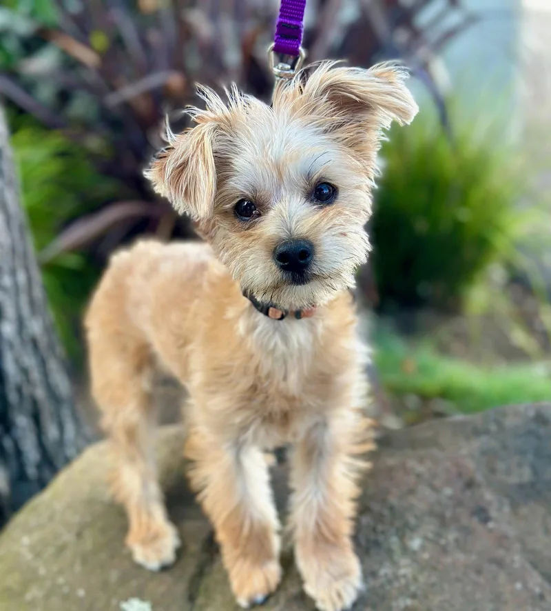 A baby small-sized female Yorkshire Terrier dog named Merriweather for adoption in Palo Alto, CA