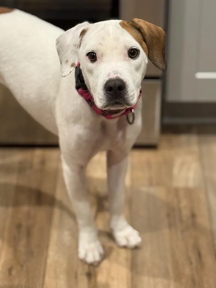 An adult medium-sized female Jack Russell Terrier dog named Wes for adoption in Irwin, PA