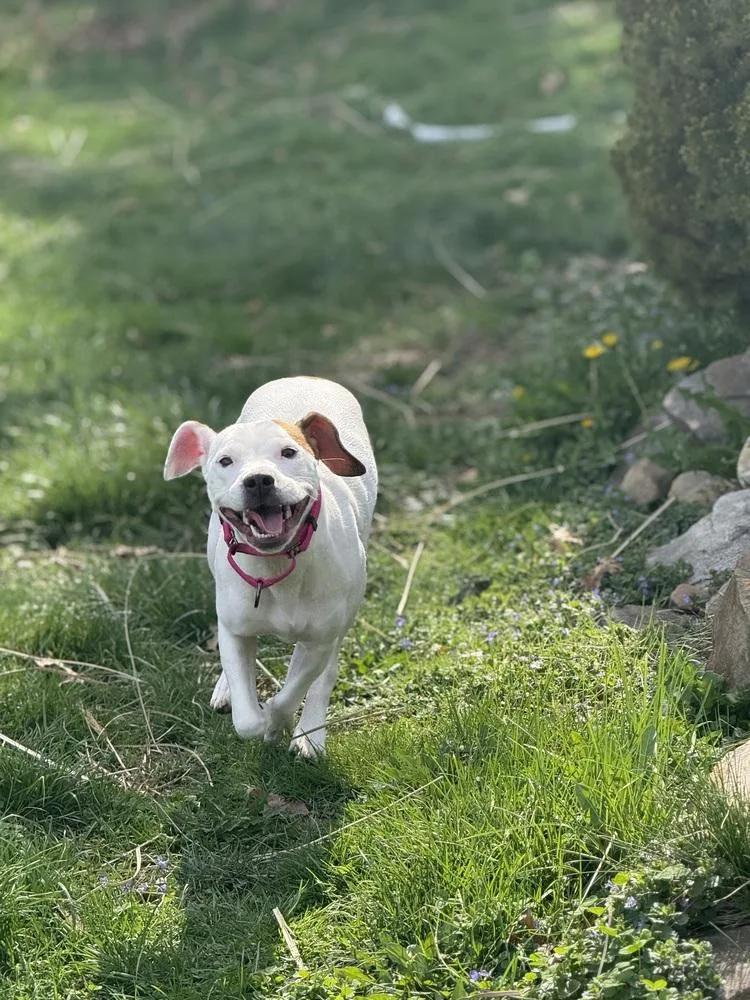 Wes thumbnail 4