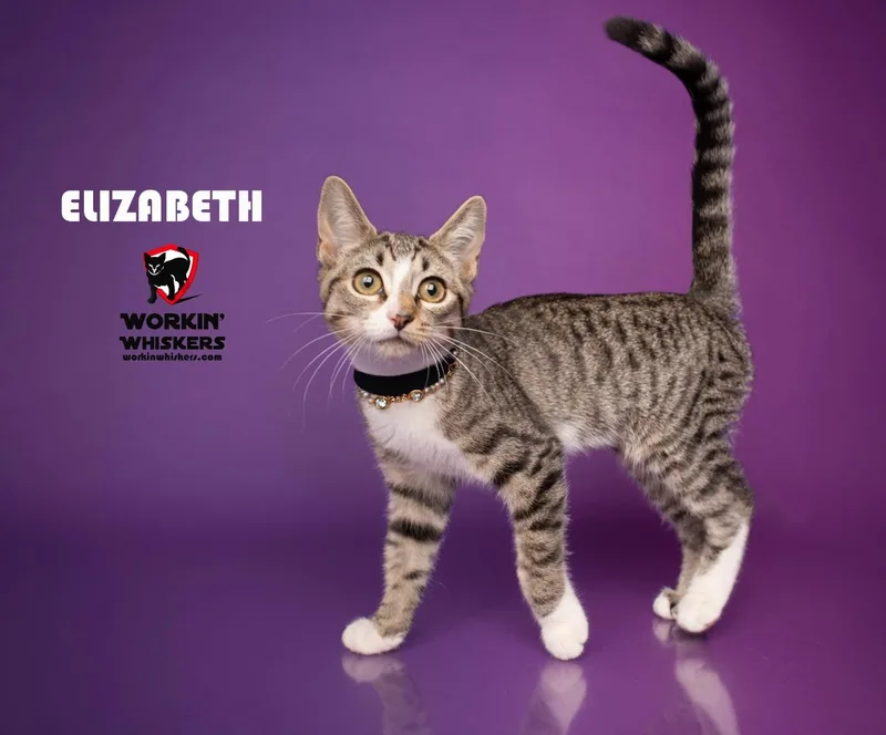 A baby medium-sized female Egyptian Mau cat named Elizabeth for adoption in HEMET, CA
