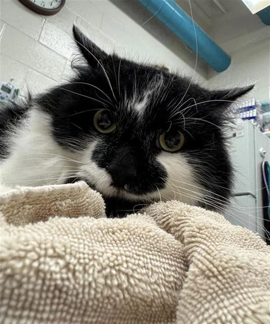 An adult medium-sized male Domestic Medium Hair cat named Fluff for adoption in Peoria, IL
