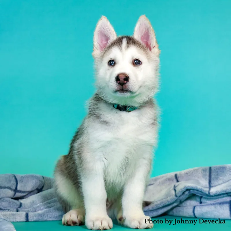 A baby medium-sized male White / Cream Husky dog named Honey Bear for adoption in Studio City, CA
