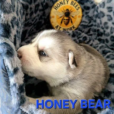 Honey Bear thumbnail 2
