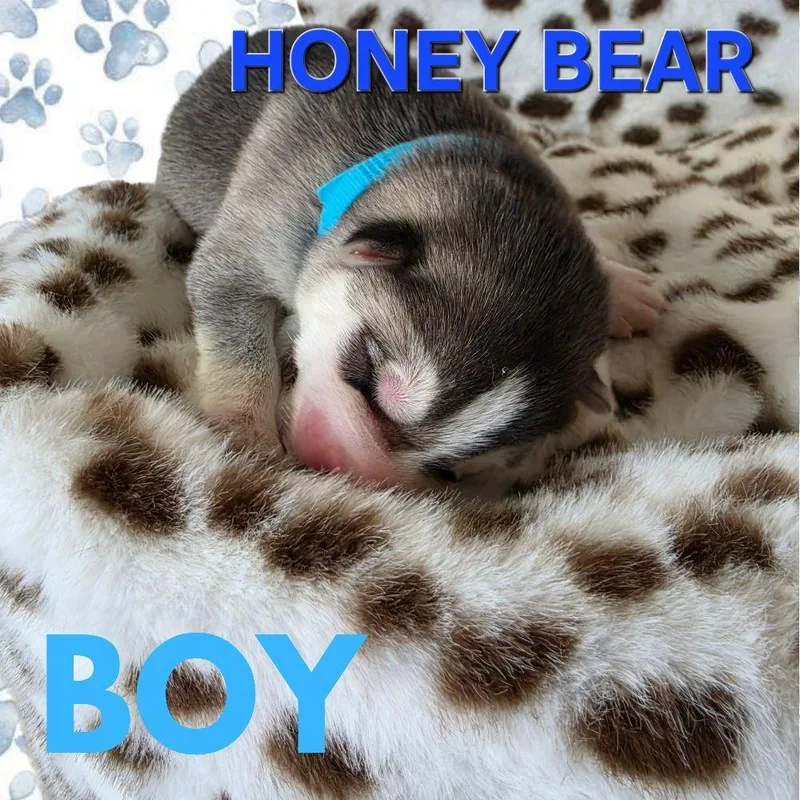Honey Bear thumbnail 5