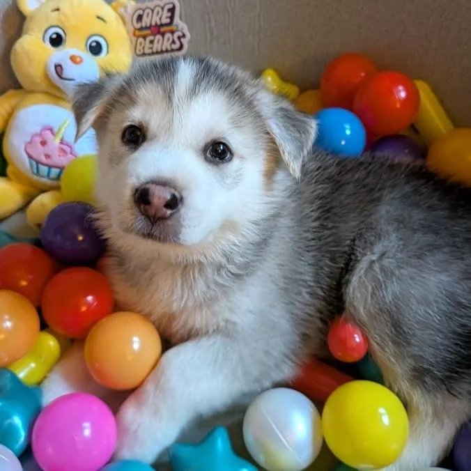 Honey Bear thumbnail 6