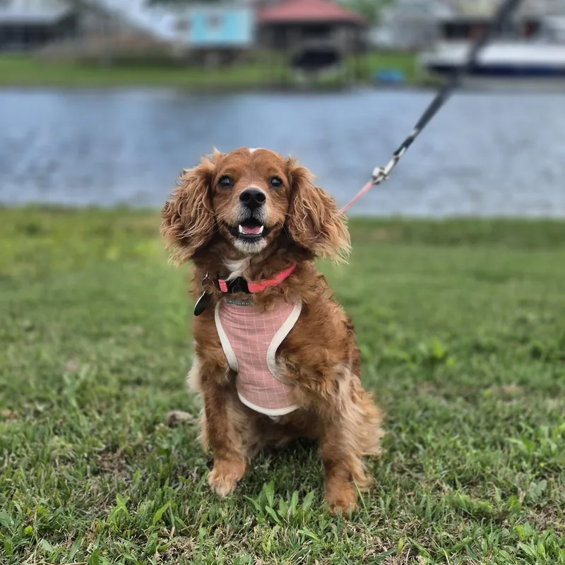 An adult small-sized female Red / Chestnut / Orange Cavalier King Charles Spaniel dog named Lady for adoption in metairie, LA