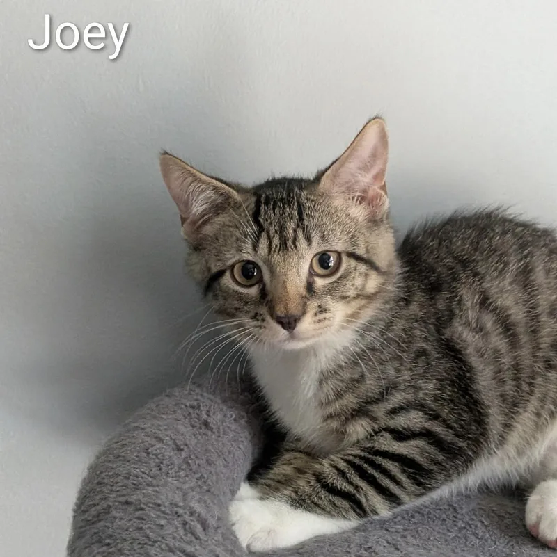 A baby medium-sized male Tabby (Tiger Striped) Domestic Short Hair cat named Joey for adoption in Maple Shade, NJ