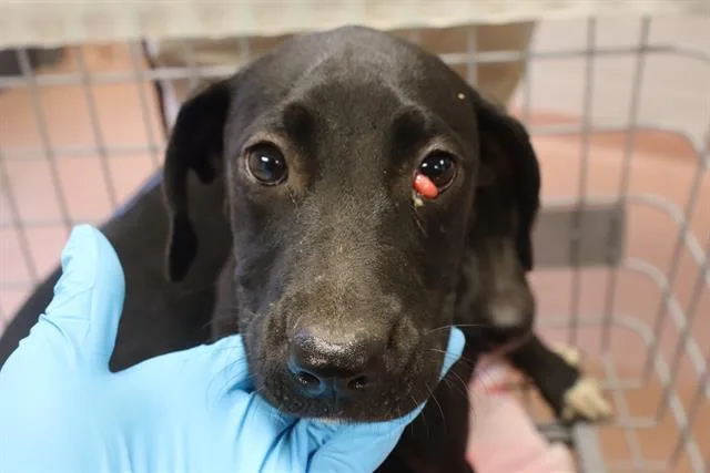 A baby small-sized female Mixed Breed dog named Melanie for adoption in Columbia, SC