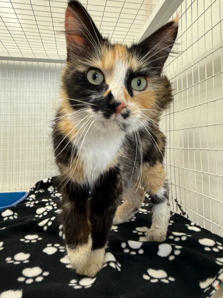 A young medium-sized female Domestic Long Hair cat named Ellen for adoption in Brookings, OR