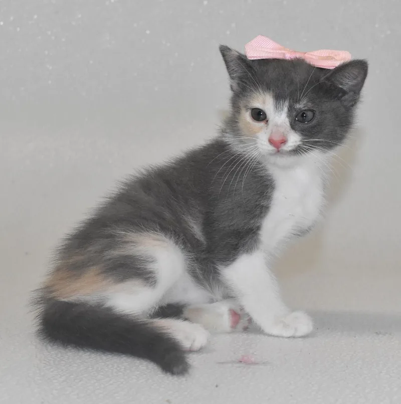 A baby large-sized female Domestic Short Hair cat named Praline for adoption in Springfield, OH