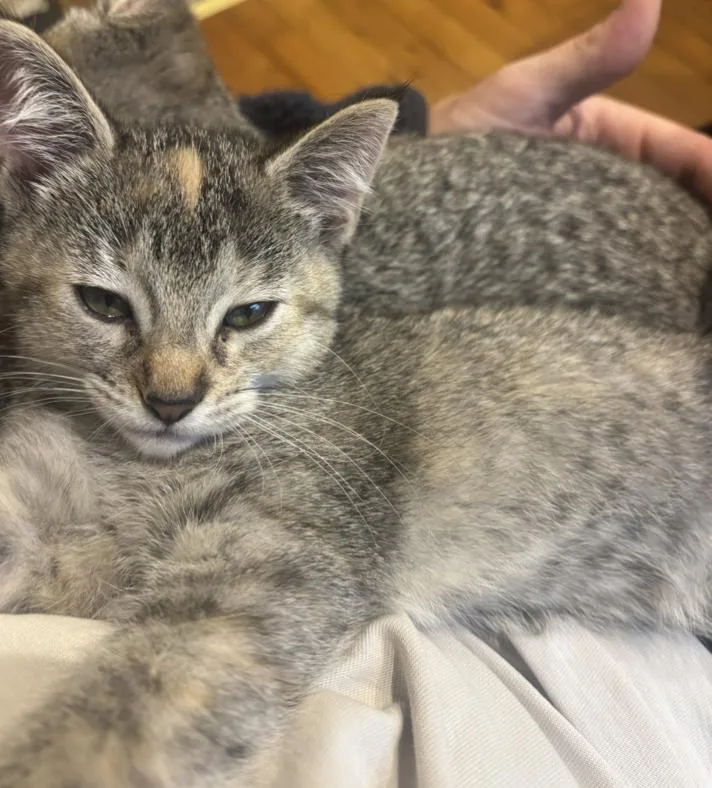 A baby medium-sized female Domestic Short Hair cat named Squeaky for adoption in St. Ignace, MI