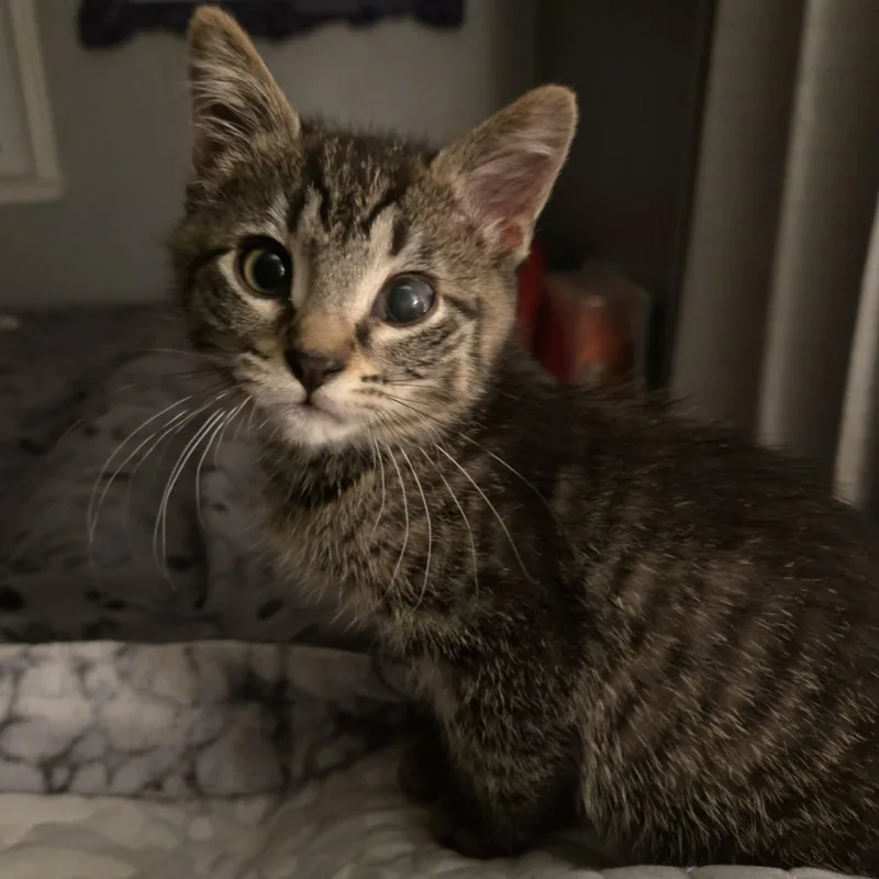 Sylvia thumbnail 3