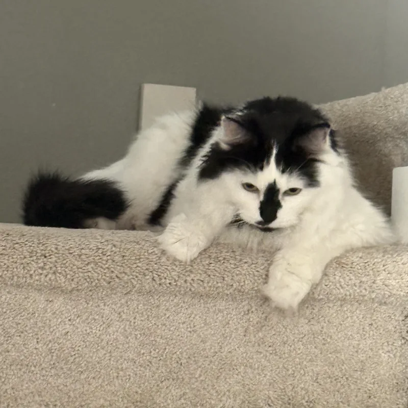 Molly thumbnail 4