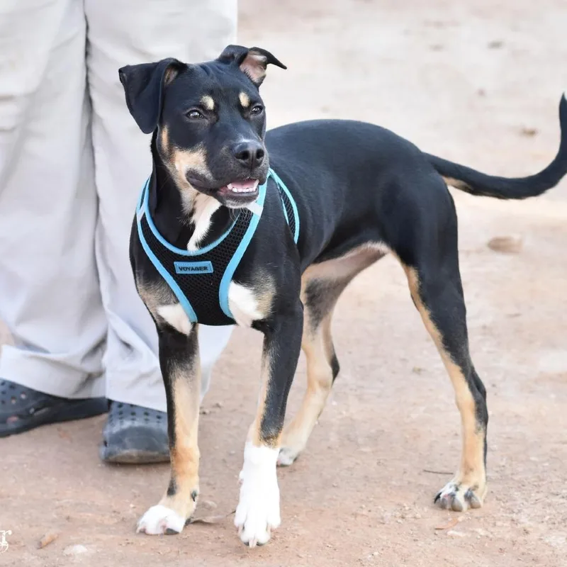 A young medium-sized female Jack Russell Terrier dog named Tink for adoption in Cleveland, TX