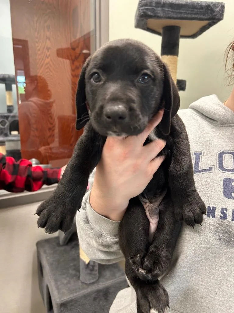 A baby small-sized male Labrador Retriever dog named Danny for adoption in Gautier, MS