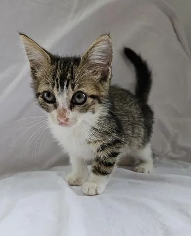 Gizmo thumbnail 2