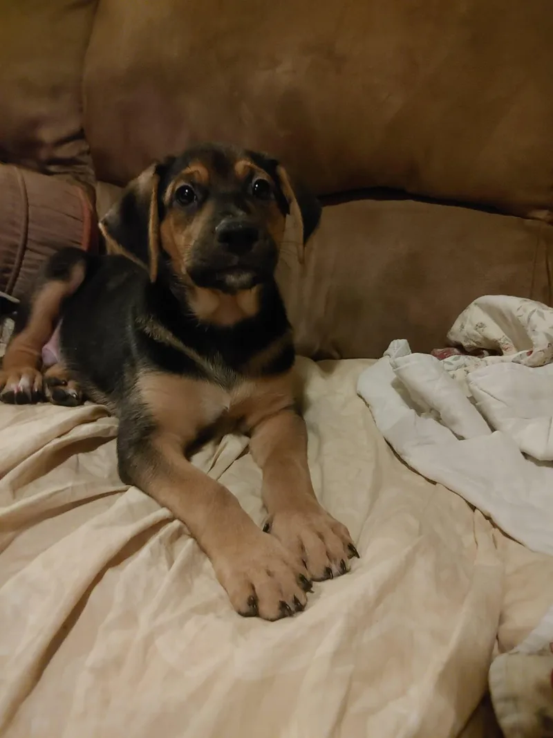A baby medium-sized male Labrador Retriever dog named Rooster for adoption in Zimmerman, MN