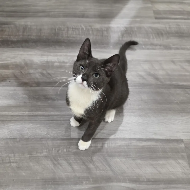 A baby medium-sized female Black & White / Tuxedo Domestic Short Hair cat named Briony for adoption in Moriches, NY
