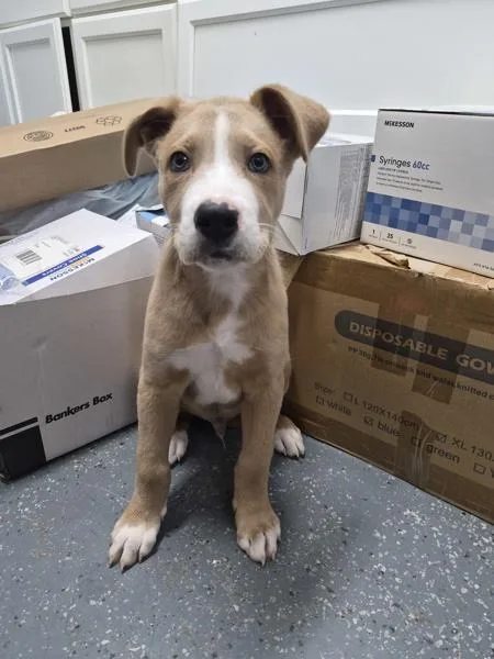 A baby large-sized male Shepherd dog named Squiggy for adoption in Morristown, TN