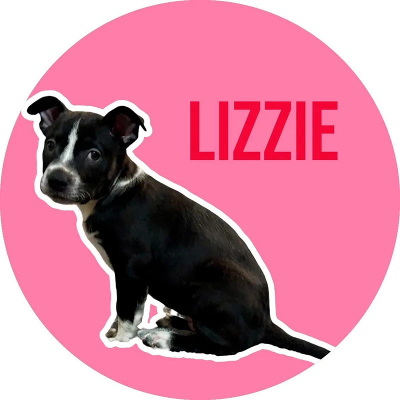A baby medium-sized female Pit Bull Terrier dog named Lizzie for adoption in Athens, TX
