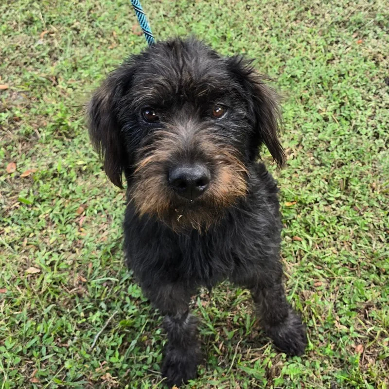 A young medium-sized male Mixed Breed dog named Grizzly for adoption in Williston, FL
