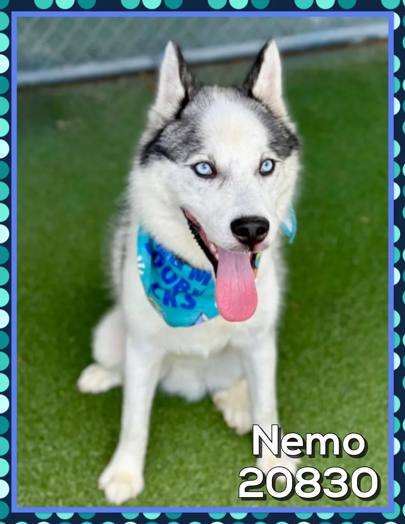 A young medium-sized male Black Siberian Husky dog named Nemo for adoption in Marietta, GA