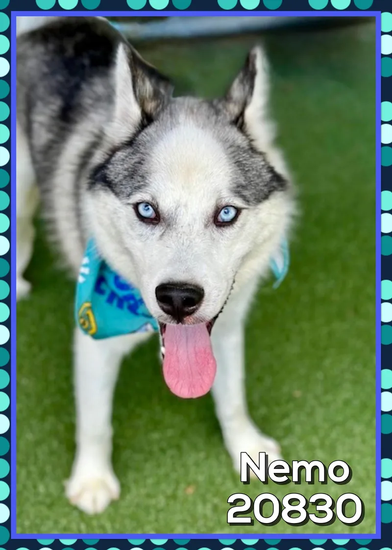 Nemo thumbnail 4