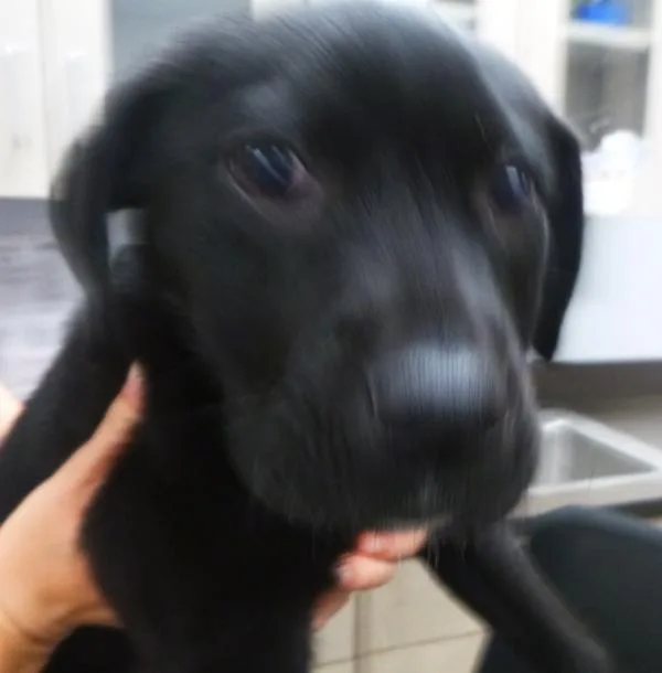 A baby small-sized female Labrador Retriever dog named Sable for adoption in Lafayette, LA