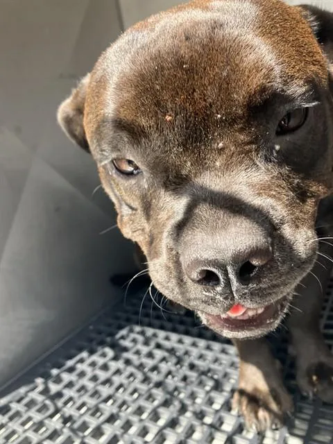A young medium-sized male Mixed Breed dog named Rufus for adoption in Dallas, TX