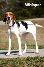 An adult medium-sized female Treeing Walker Coonhound dog named Whisper for adoption in Clayton, GA