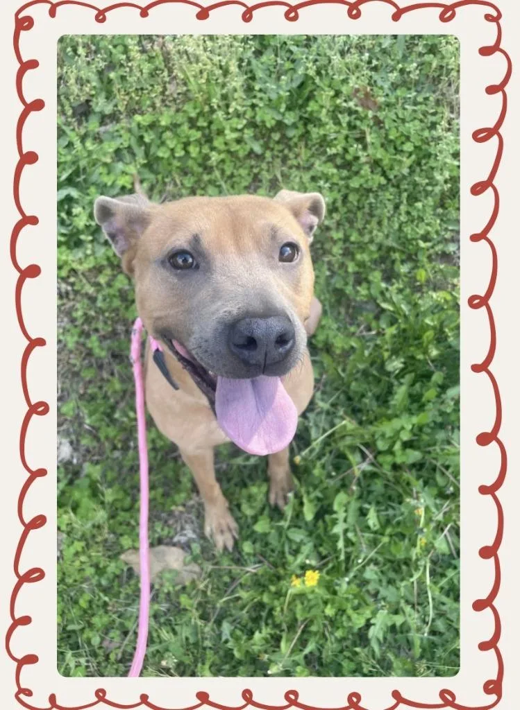 A young medium-sized female Pit Bull Terrier dog named Ginger for adoption in Douglasville, GA